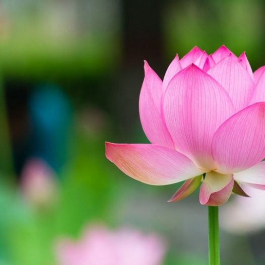 hoa sen lotus flower